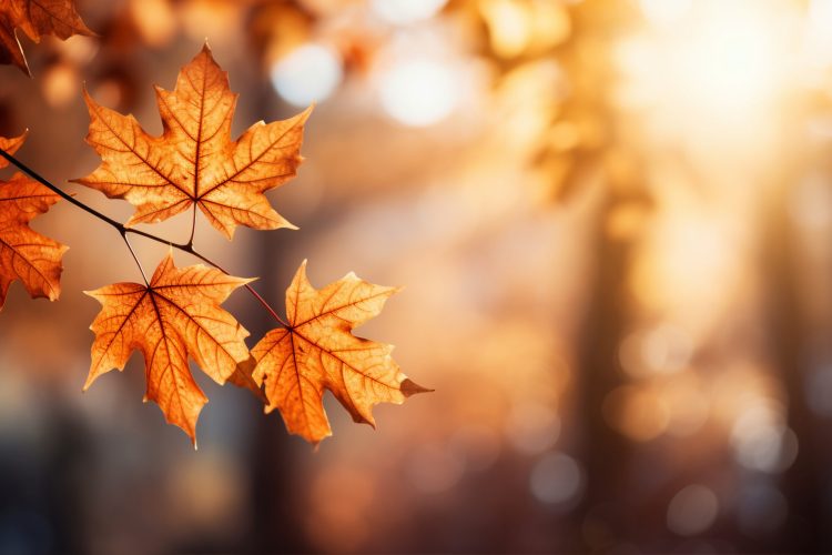 view-dry-autumn-leaves-fallen-street-pavement